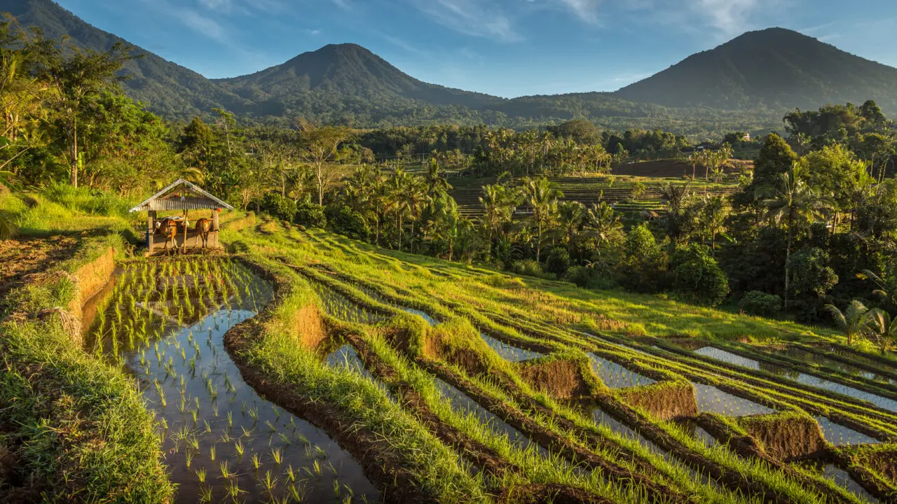 Bali - rizières Jatiluwih