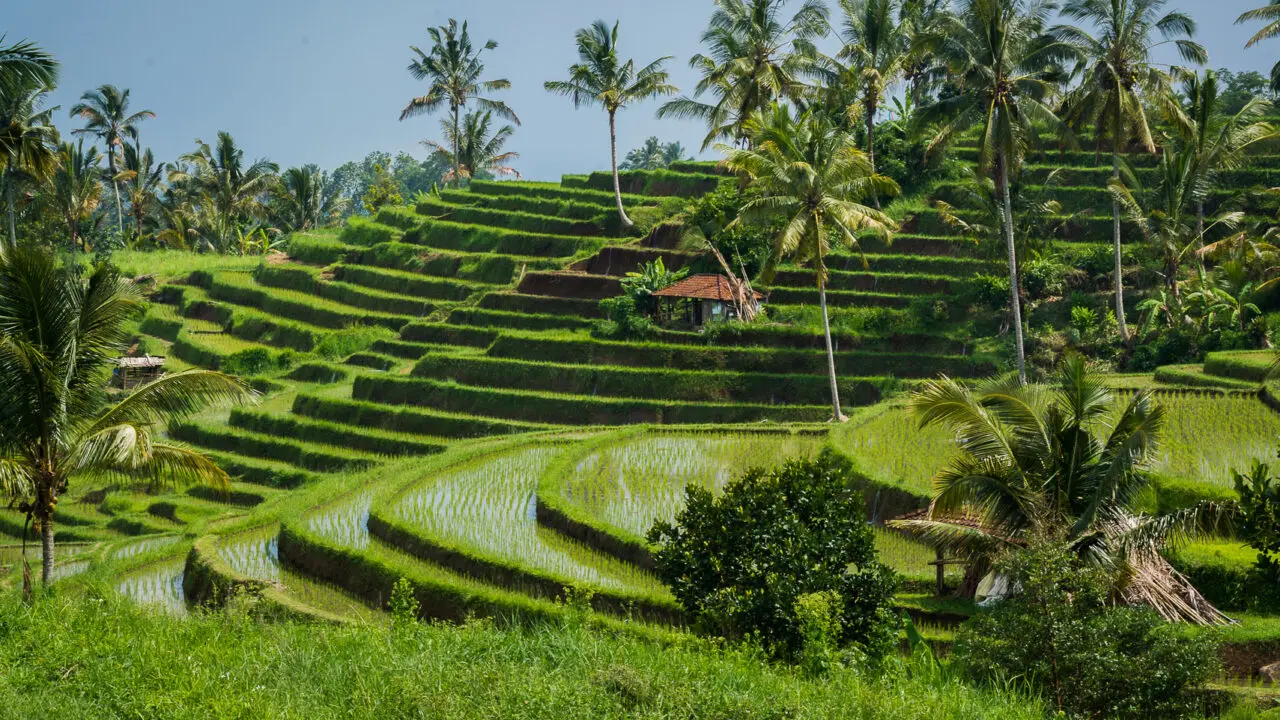 Rizières de Bali