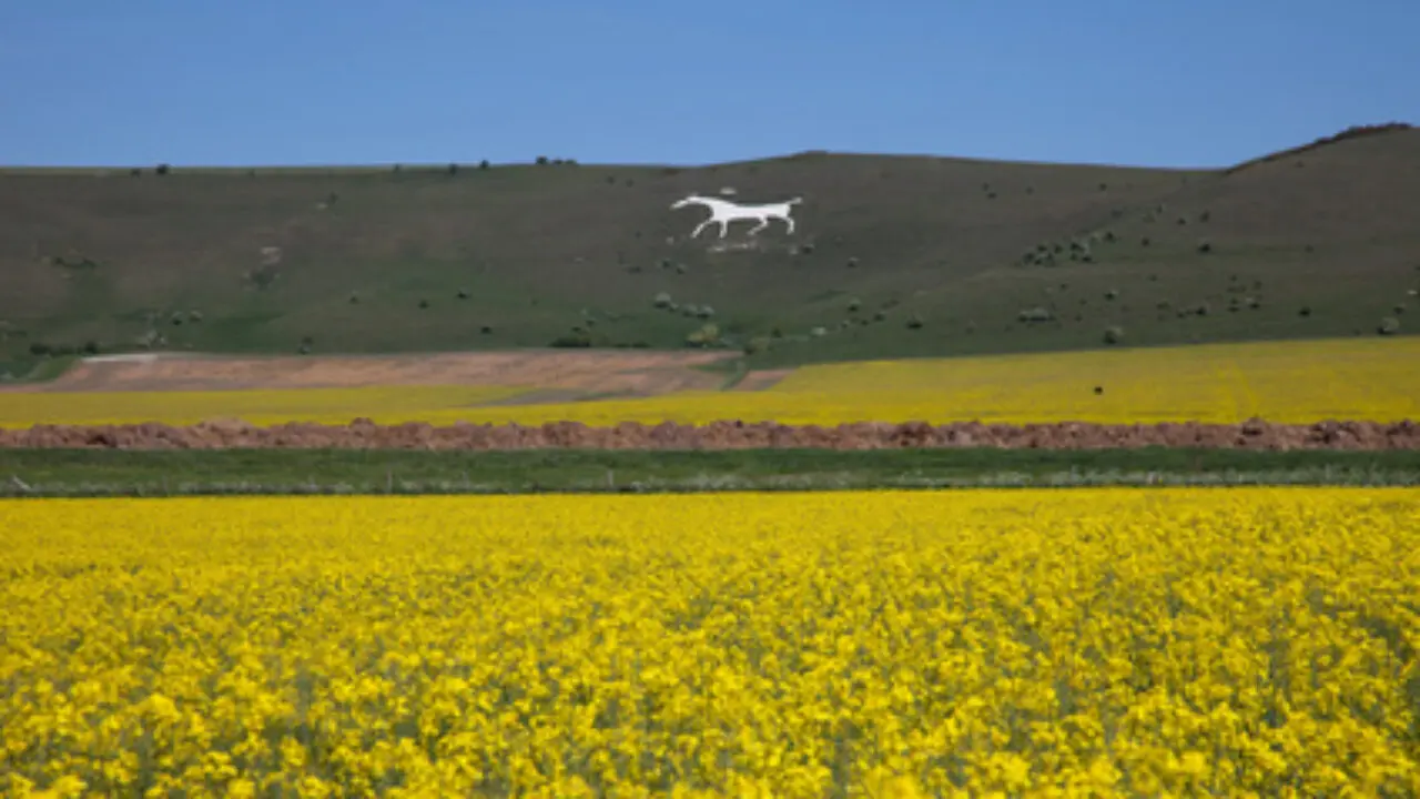 Oasis Angleterre Alton white horse