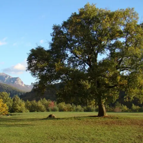 LAVALDIEU Pays Cathare France Oasis