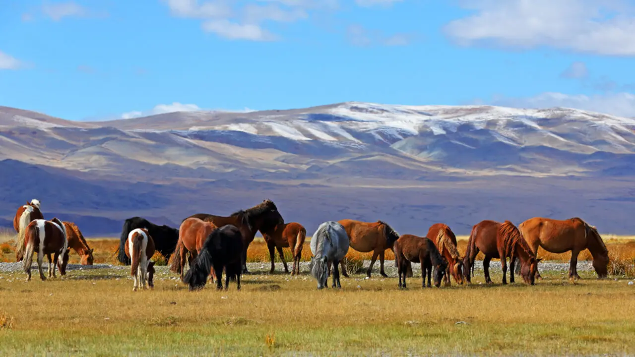 Mongolie steppes