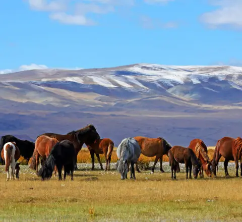 Mongolie steppes