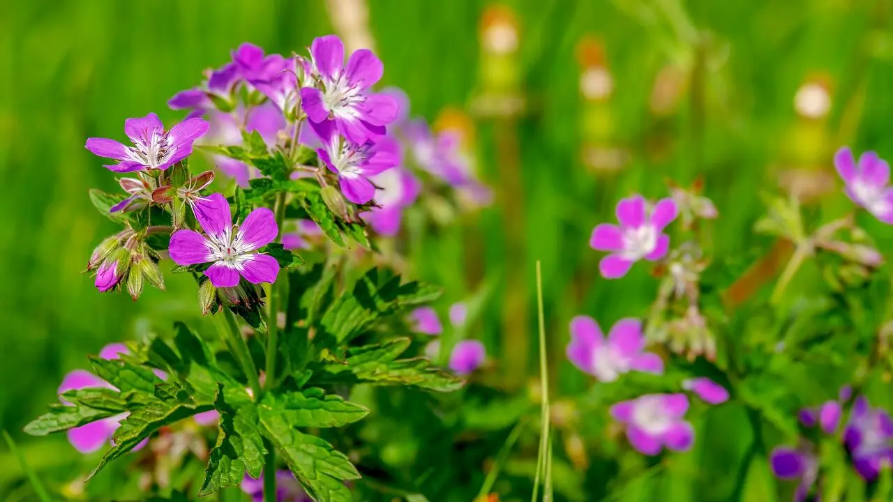 Geranium